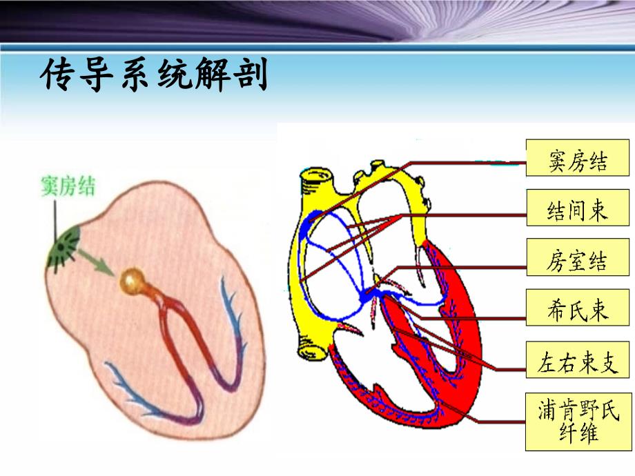 常见心律失常的分析_第4页