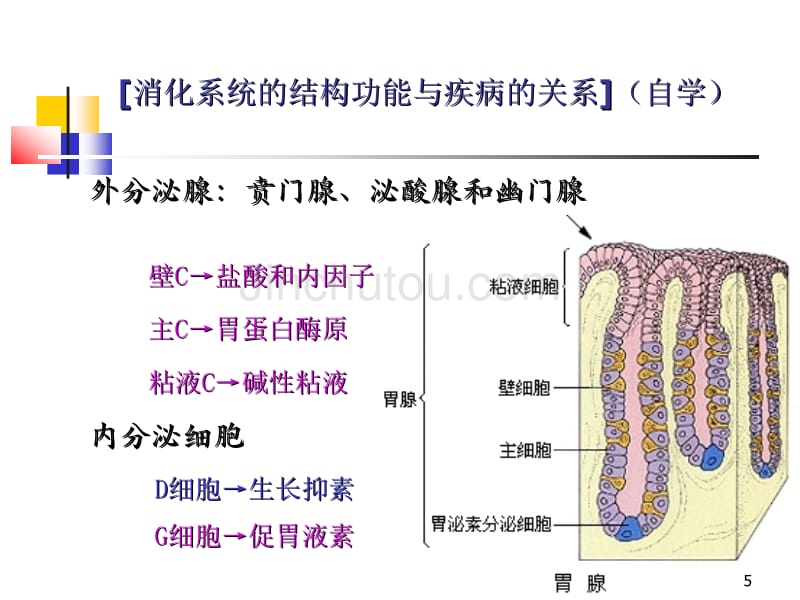 1消化系统疾病病人的护理概述及胃炎_第5页