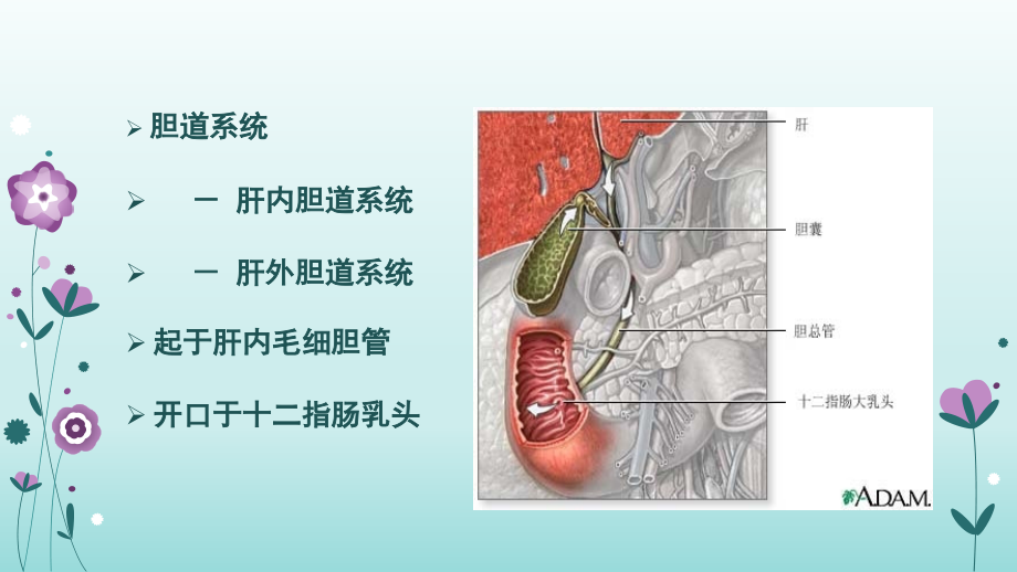 胆石病人医学PPT_第4页