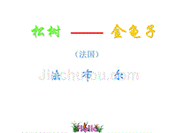 苏教版初中七年级下学期语文下册松树金龟子公开课一等奖