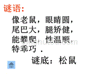 苏教版初中七年级下学期语文下册松鼠公开课一等奖