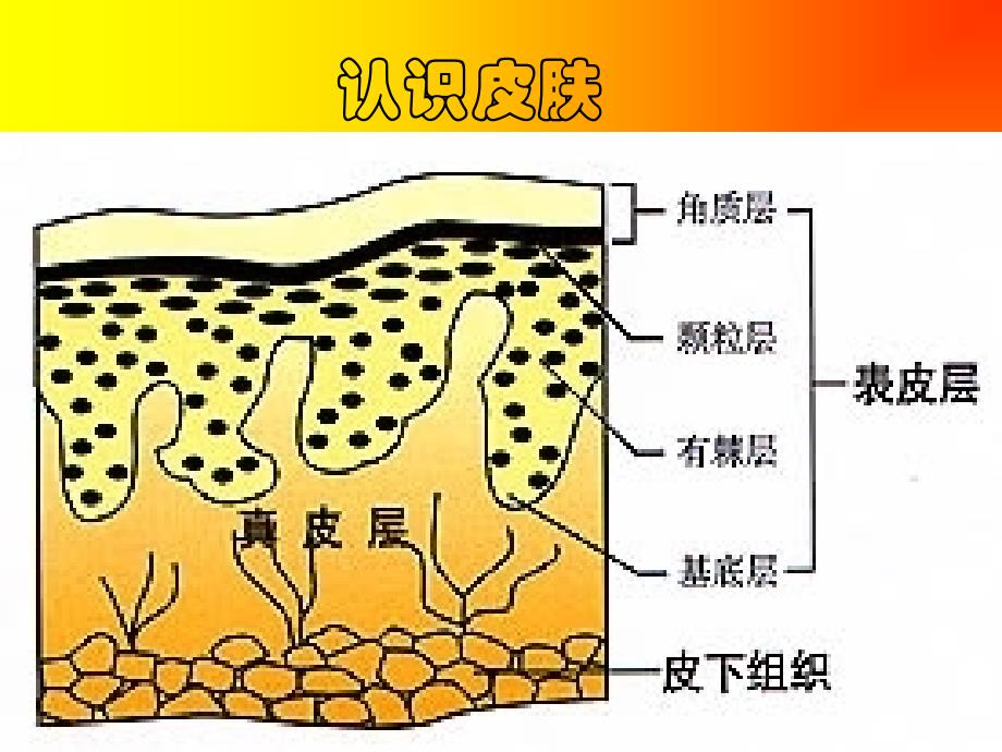 皮肤的内调_第2页