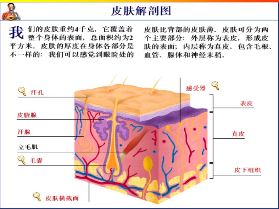 皮肤的内调_第3页