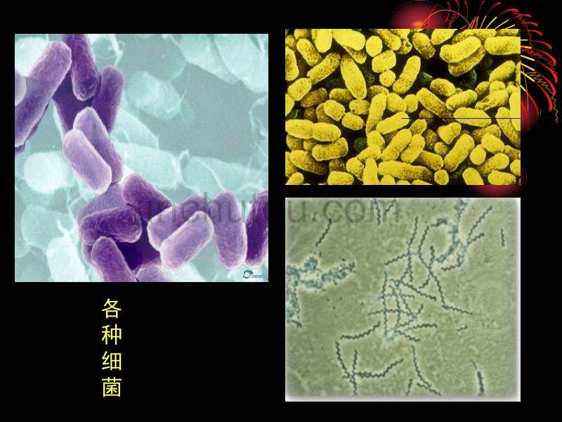 2.4免疫调节教学课件_第4页