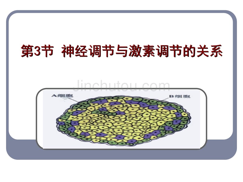 人教版教学教案云南省弥勒县庆来中学2011-2012学年生物必修3 第2、3节 神经调节与体液调节的关系(课件)_第2页