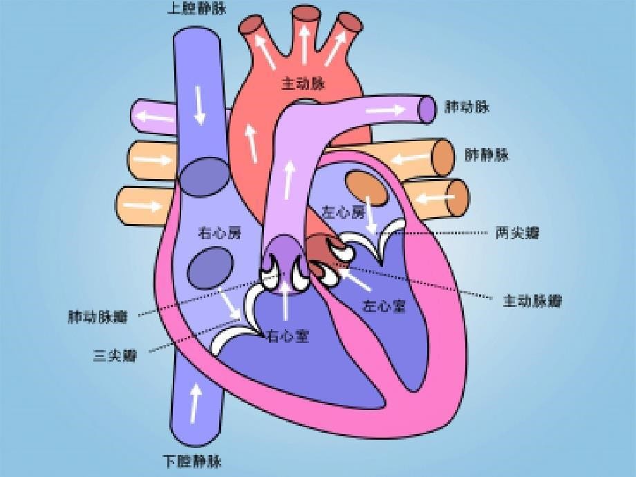 五年级科学下册 心脏和血管3课件 青岛版_第5页