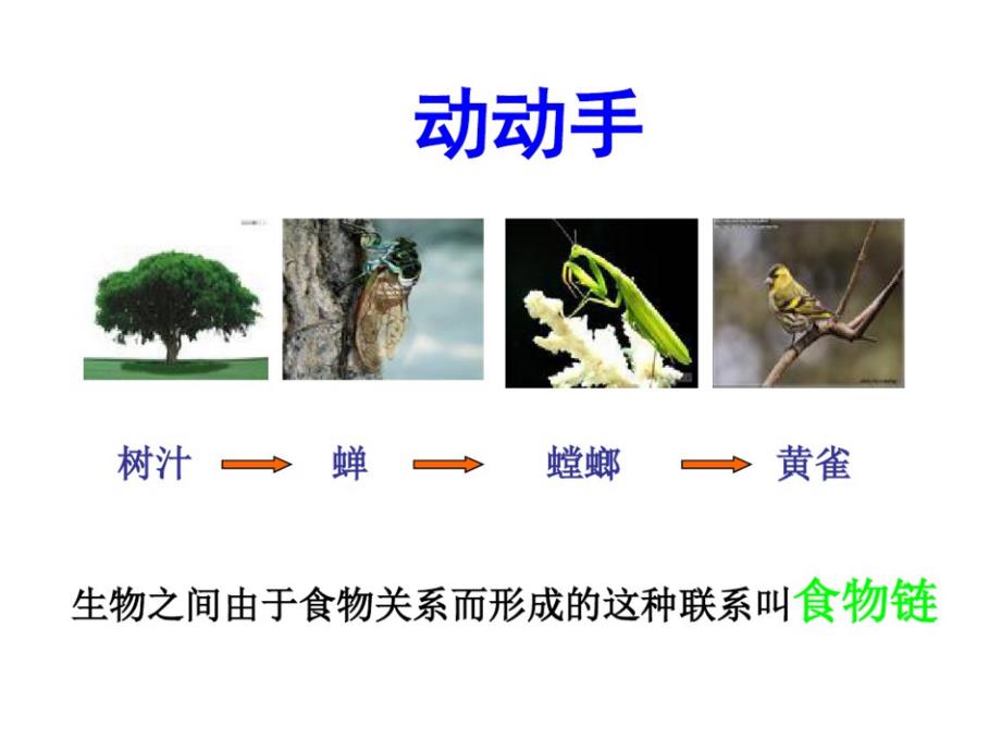 动物和植物的依存关系_第5页