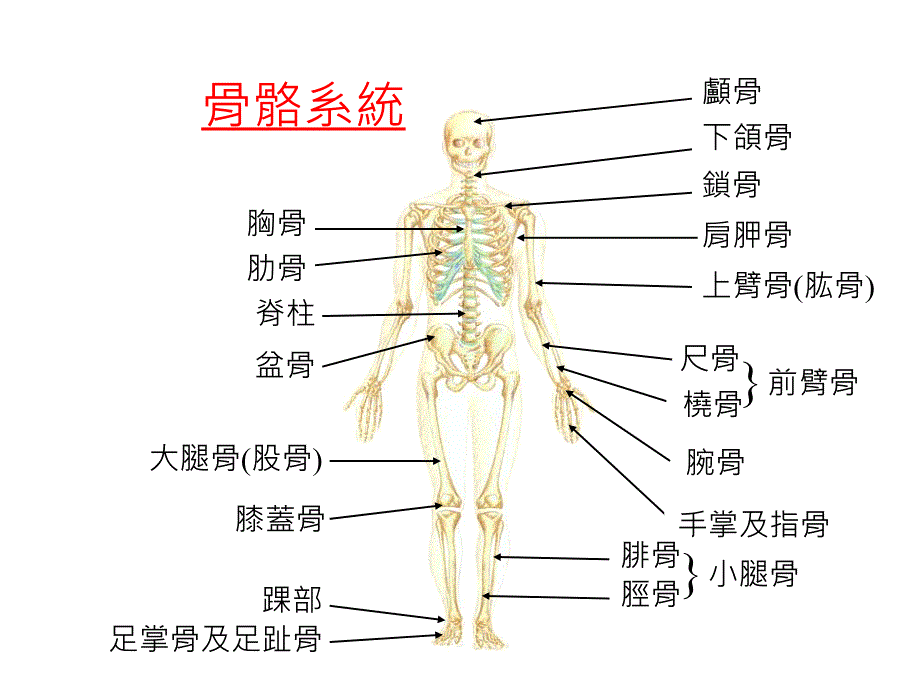 骨折急救(课件)_第2页