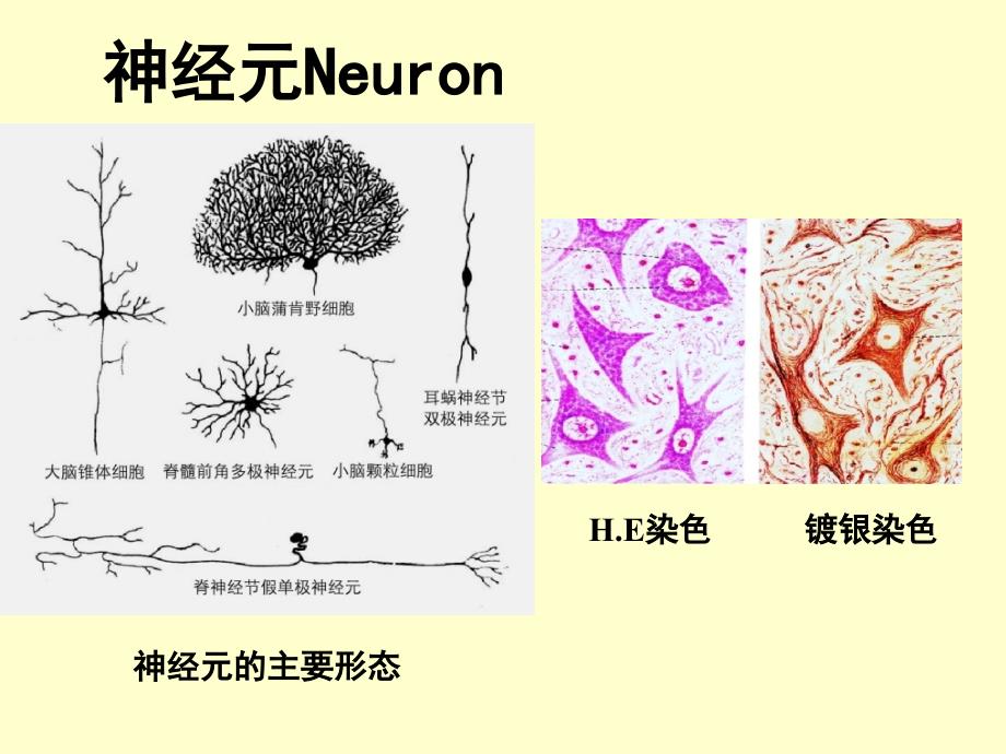 2007神经组织_第4页