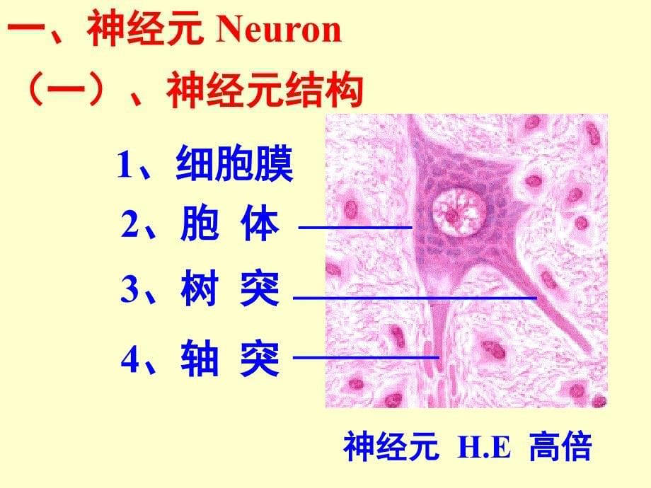 2007神经组织_第5页