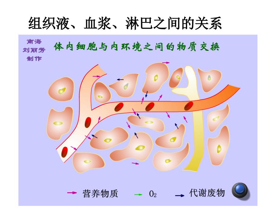 高中生物内环境与稳态 复习_第3页