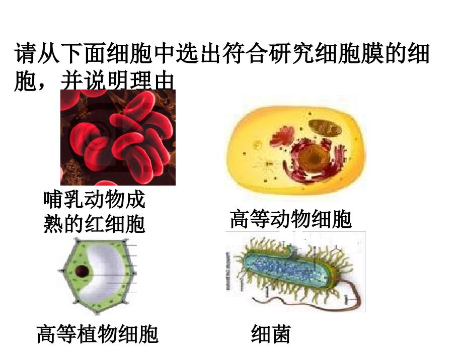 3.1 细胞膜-系统的边界 (1)_第4页