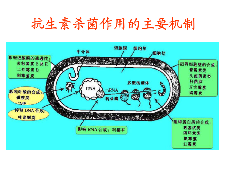 中南大学药物化学课件10 抗生素_第4页