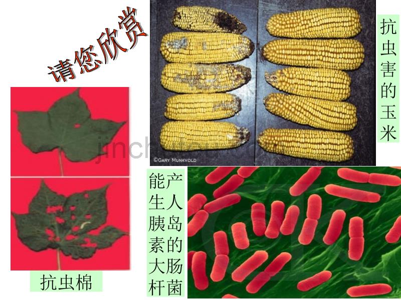 基因工程及其应用 课件（新）(1)_第4页