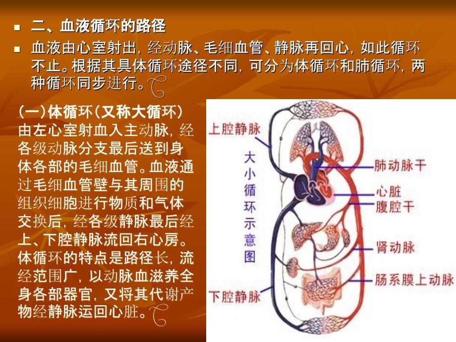 心血管系统解剖学2_第4页