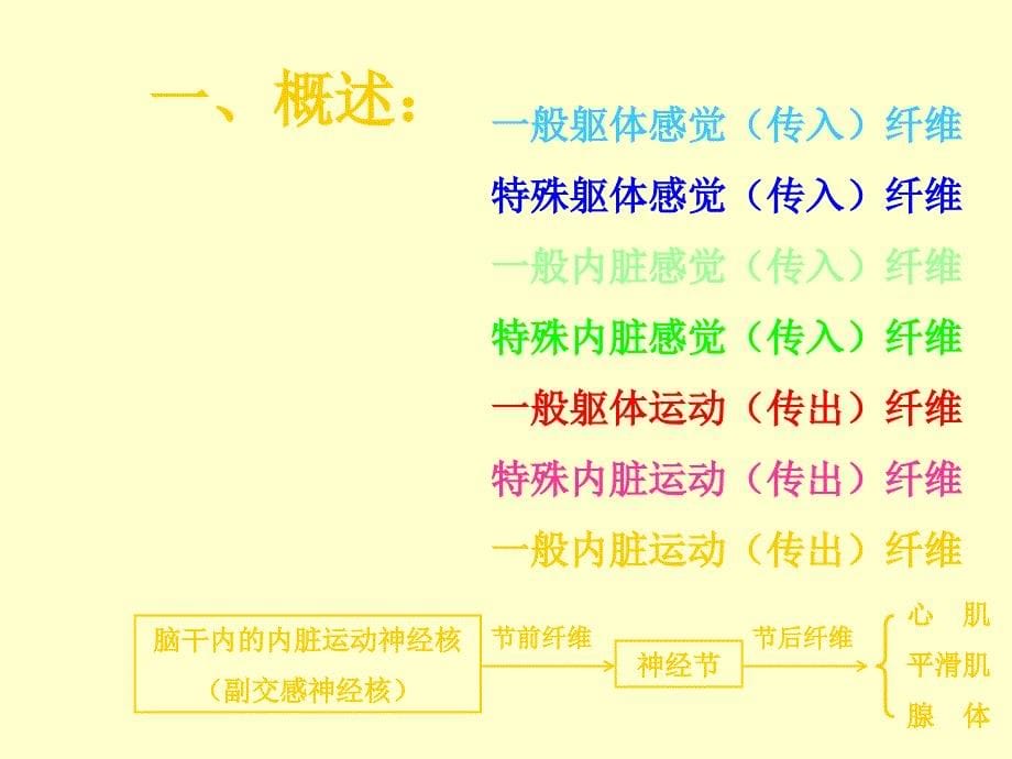 脑神经(本-5)-1_第5页