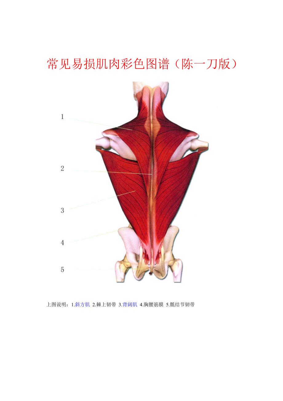 常见易损肌肉彩色图谱(陈一刀版)_第1页