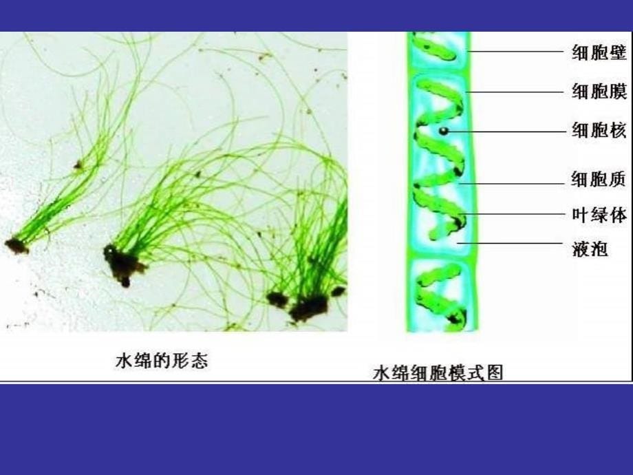 七年级生物绿色植物的主要类群1_第5页