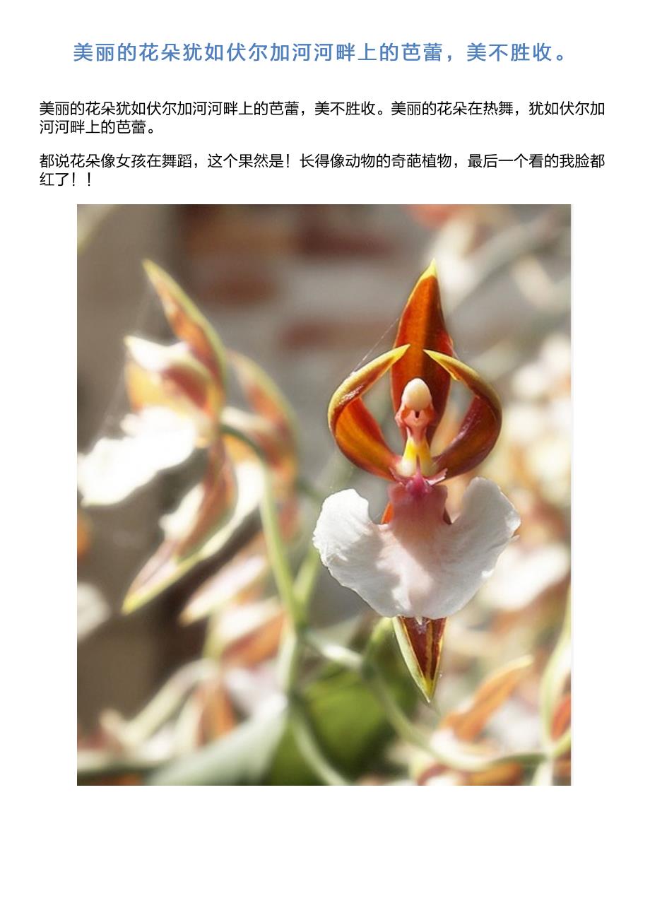 美丽的花朵犹如伏尔加河河畔上的芭蕾,美不胜收。_第1页