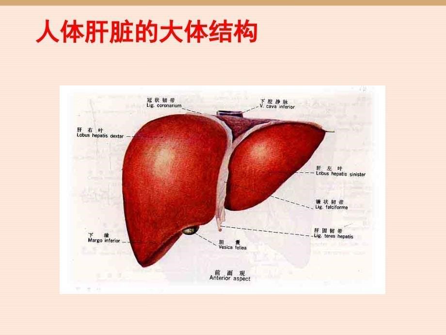 脂肪肝都有哪些害处_郑州肝病专科医院_第5页