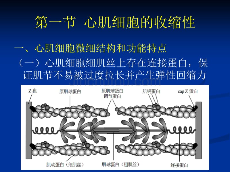 生理0 (10)_第2页