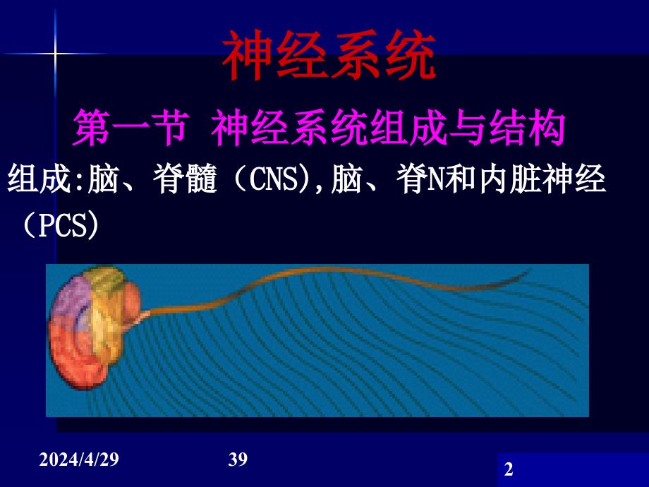 神经系统-药学13ppt_第2页