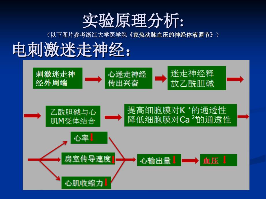 家兔动脉血压的调节_第3页