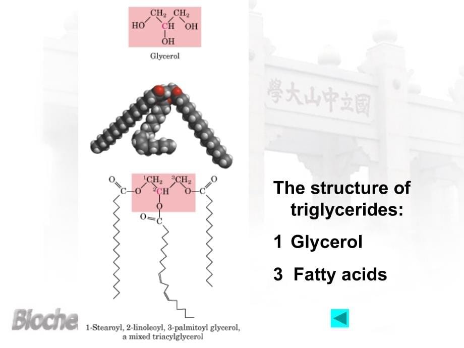中山大学生命科学院生物化学课件：ch7脂肪代谢_第5页