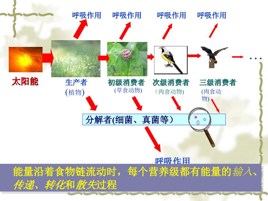 生态系统的能量流动--黄红娟_第3页