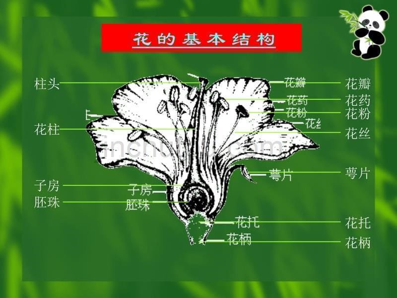 开花了，结果了---教科版小学科学教案、课件_第5页