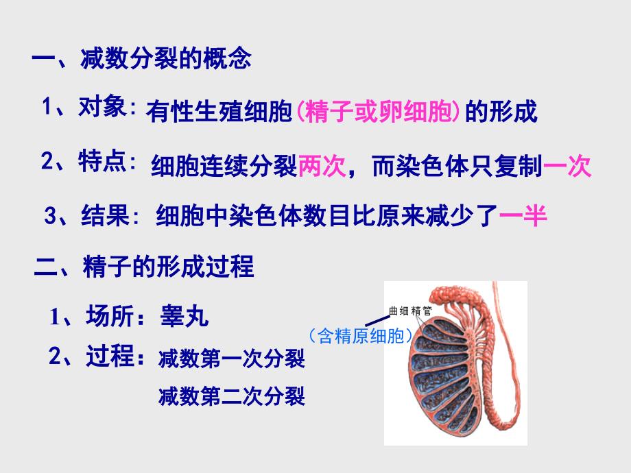 减数分裂和受精作用课件_第3页