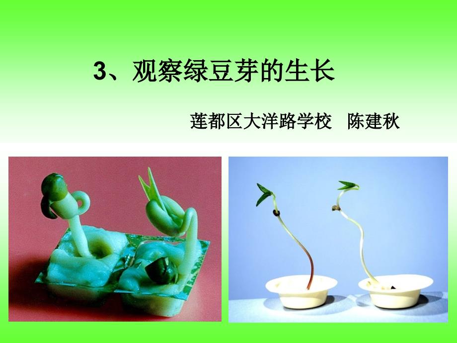 一3观察绿豆芽的生长陈建秋---教科版小学科学教案、课件_第1页
