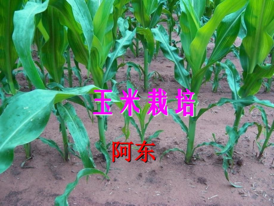 玉米栽培技术介绍_第1页