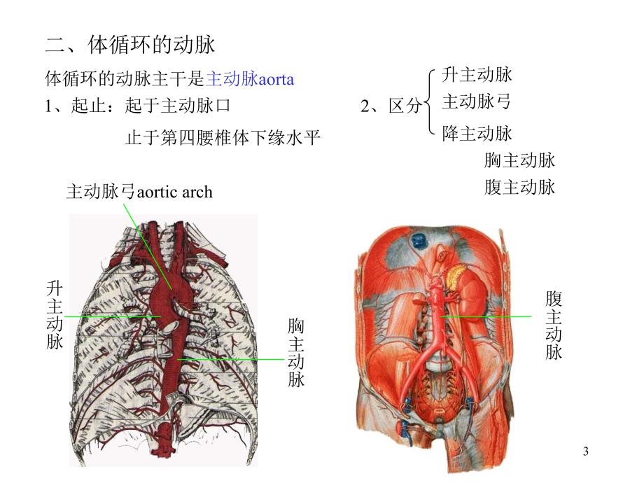 人体解剖学-动脉_第3页