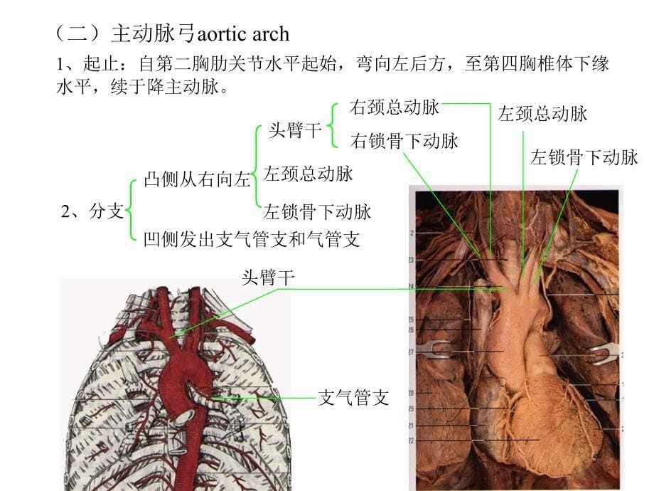 人体解剖学-动脉_第5页