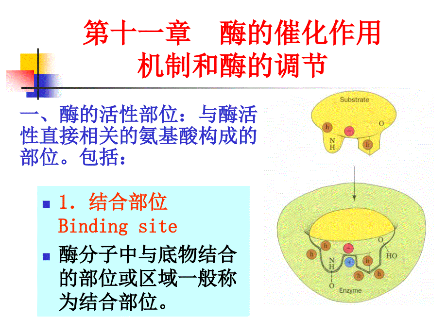 酶的作用机制和酶的调节_第1页