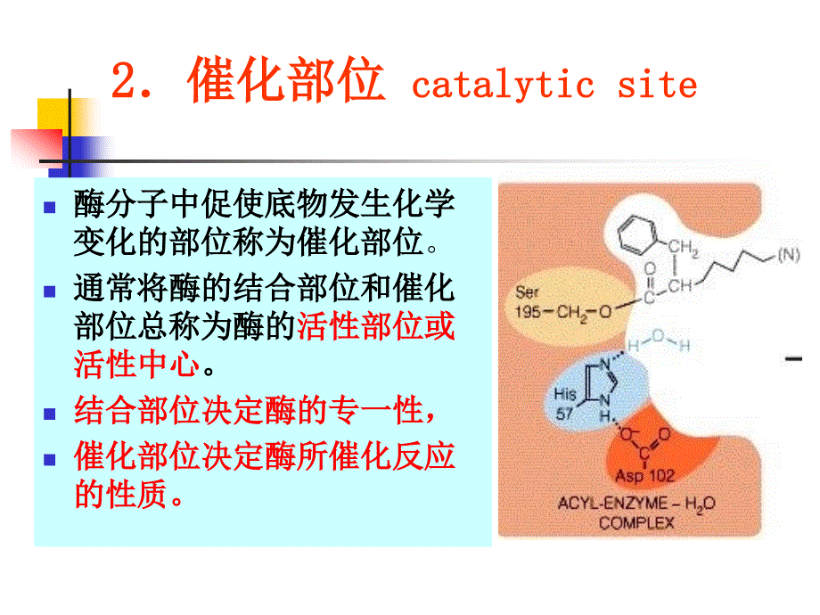 酶的作用机制和酶的调节_第3页