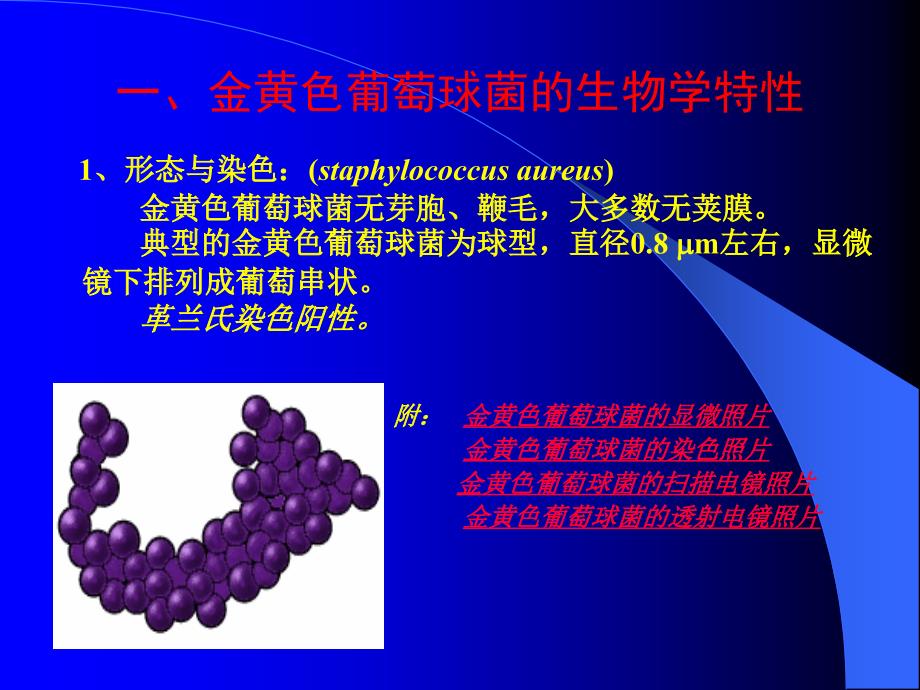 食品卫生微生物学检验金黄色葡萄球菌检验-xzj_第2页