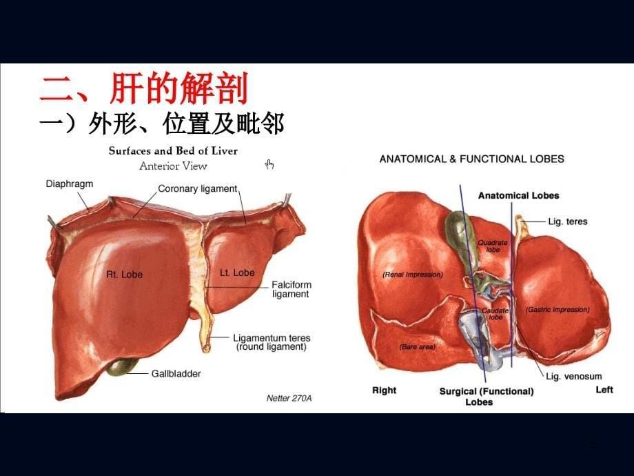 肝移植的解剖学基础_第5页