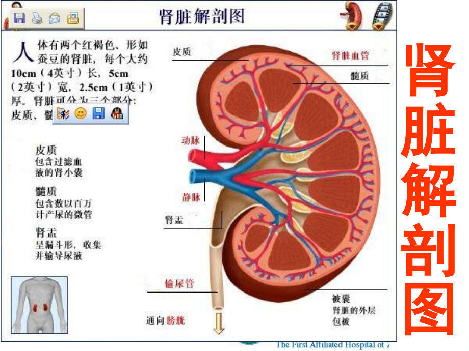 肾内1(一)总论,急性、急进性、慢性肾炎_第2页