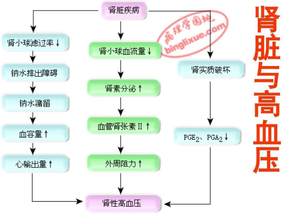 肾内1(一)总论,急性、急进性、慢性肾炎_第5页