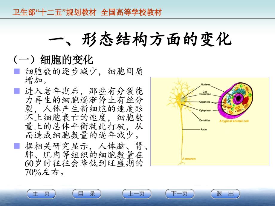 第十一章--成人晚期的身心发展规律与特点_第4页