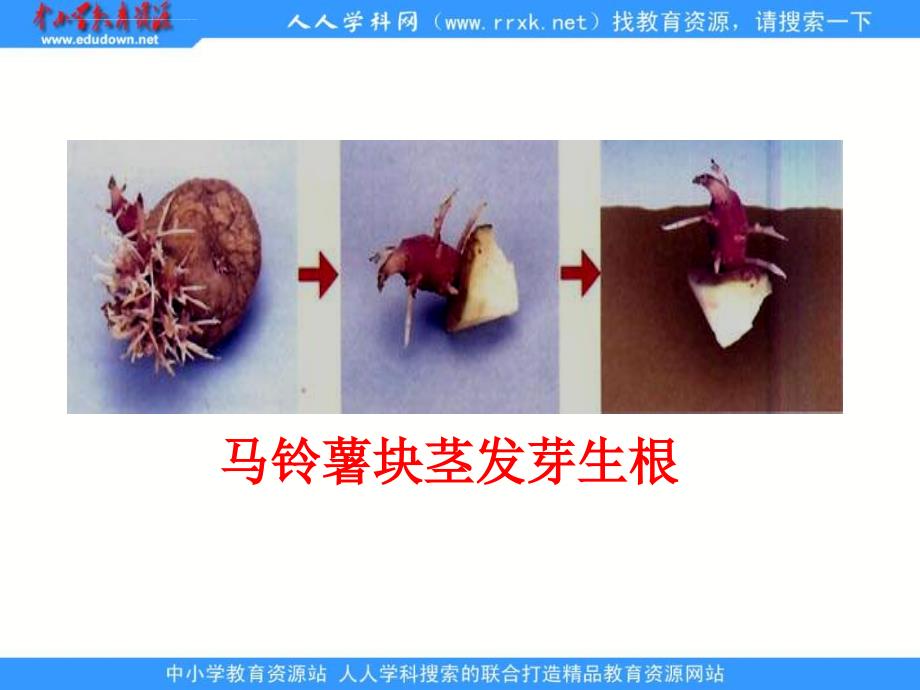 济南版生物八上第七节 《植物的无性生殖》ppt课件之一_第3页