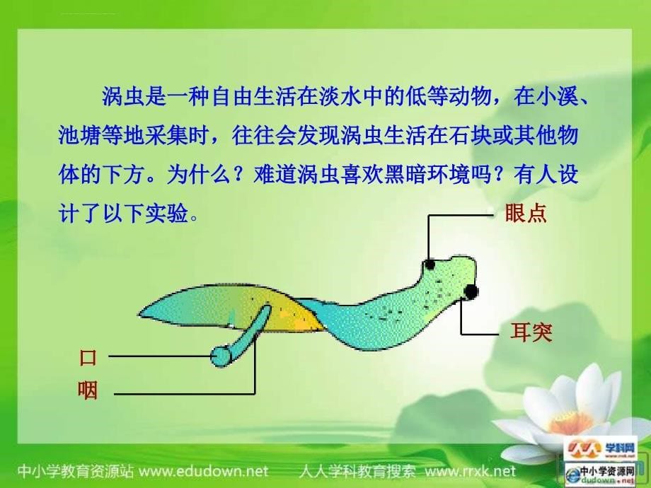 北师大版生物八上第一节《 先天性行为和后天学习行为》ppt课件三_第5页