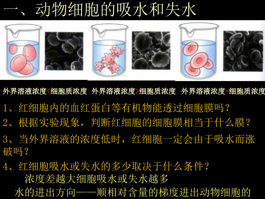 【必修1】4.1 物质跨膜运输的实例2 ppt培训课件_第4页