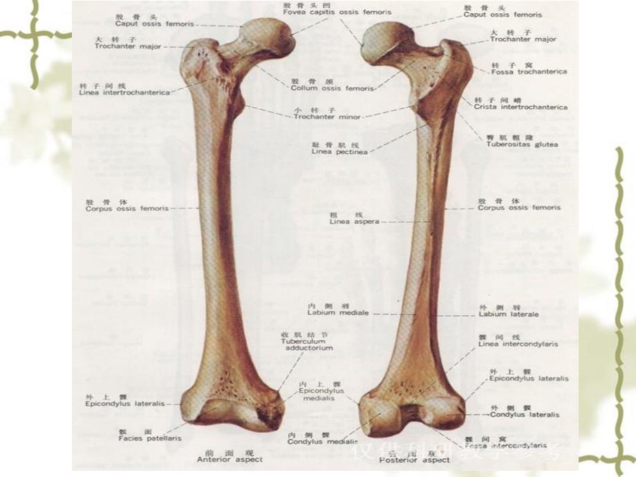 股骨干骨折的护理医学课件_第2页