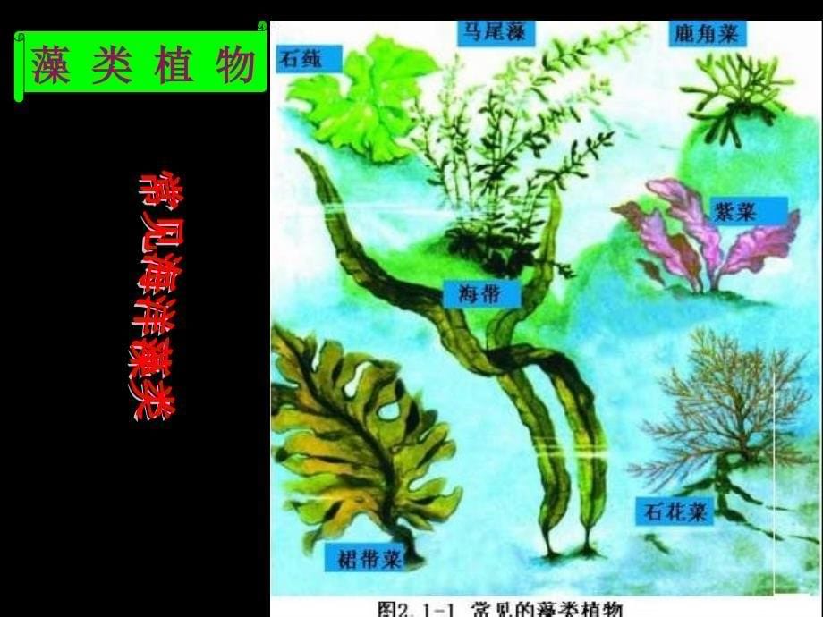 济南版生物七上第一节《绿色植物的主要类群》ppt课件之三_第5页