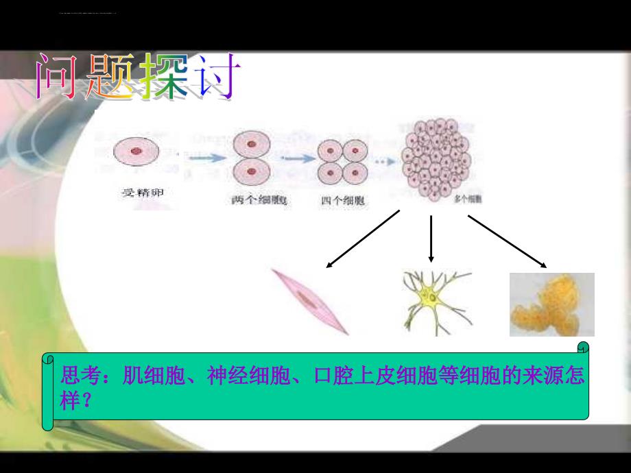 【必修1】6.2 细胞的分化2 ppt培训课件_第2页