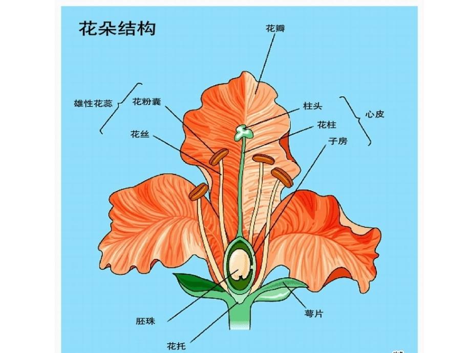 花儿朵朵  课件_第1页