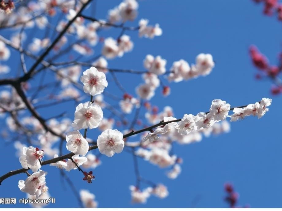 花儿朵朵  课件_第5页